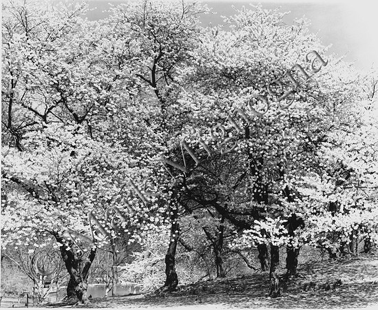 Cherry Blossom time, Central Park, New York City, Black and White photo