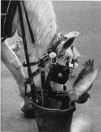 Horse Carriage ride in New York City, Black and white Central Park Photo