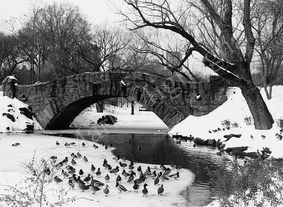 Gaptow Bridge with Snow and ducks, Central Park, New York City
