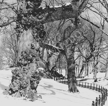 old tree with snow, Central Park Photo, New York
