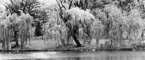 Weeping Willow Trees,  New York City, Central Park