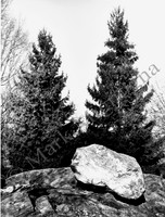 Two pine trees and giant boulder, Central Park, NYC, black and white photograph