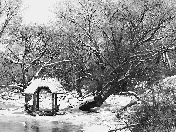 Central Park Photograph