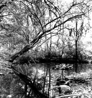 Black and White photograph of Azalea Pond in New York City's Central Park