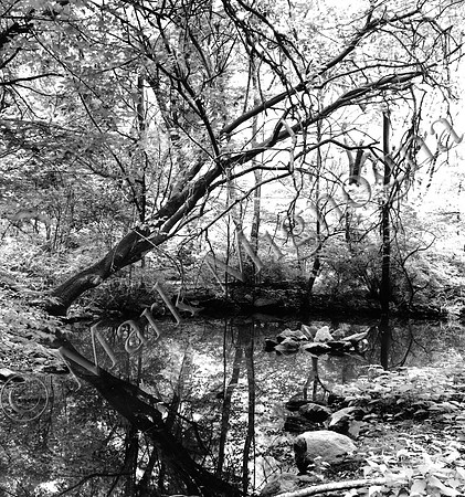 Black and White photograph of Azalea Pond in New York City's Central Park