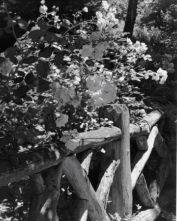 Roses growing over rustic fence in Central Park, NYC